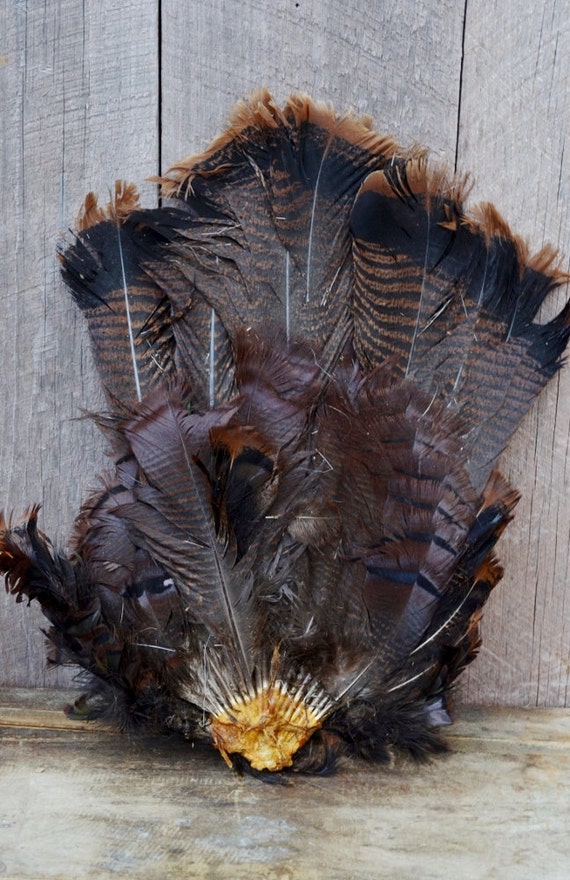 Wild Turkey Tail Feathers Vintage Brown Black Striped 3
