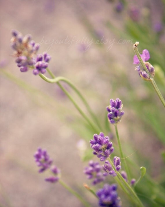 Items similar to lavender pastel purple spring flowers 8