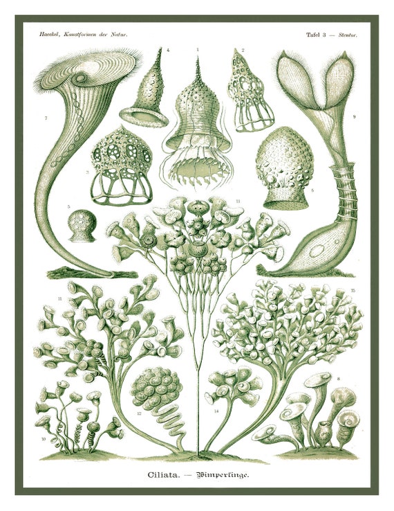 Vintage Style Ernst Haeckel Giclee Art Print by AdamsAleArtPrints