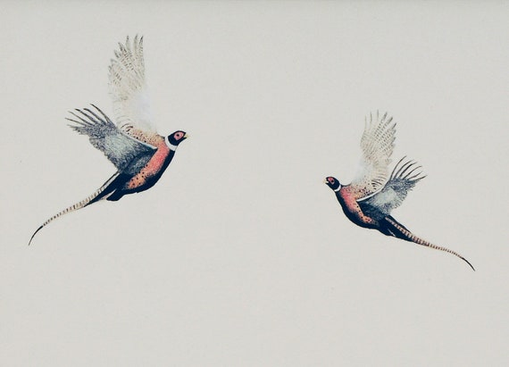 Flying Pheasants Bird Art Print Bird Illustration limited