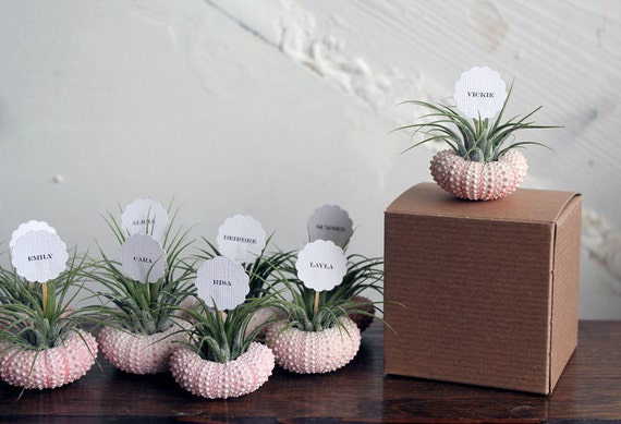 Items similar to air plant party favors // place markers qty. 25 on Etsy