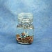 Pseudoceros Lindae Mini Perma-Pet, Original Flatworm Sculpture