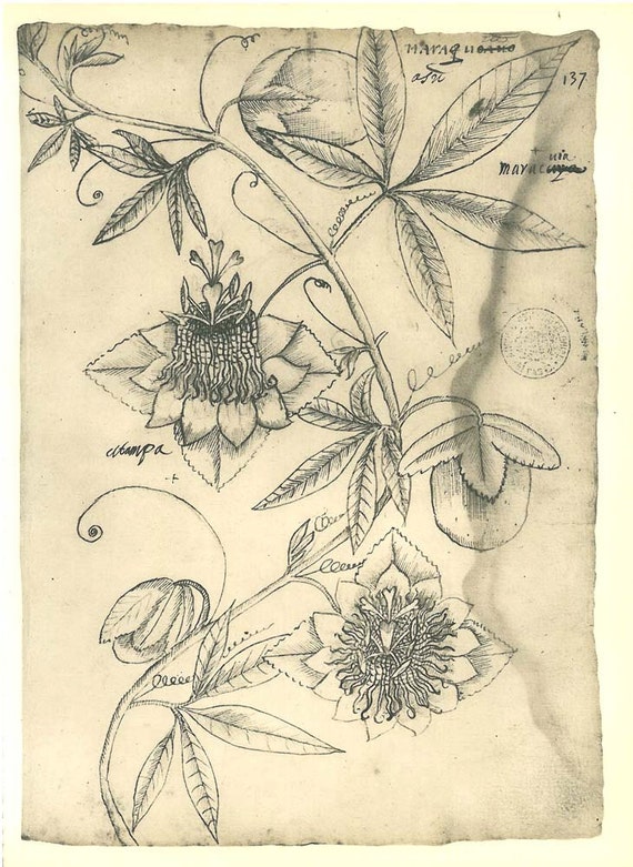 Passion Flower Vintage Botanical Sketch Drawing Facsimile