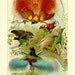 Antique Print BIRDS Of Paradise 1923 CHROMOLITHOGRAPH wall art vintage colour lithograph 5 illustrations