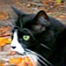 Teekatze