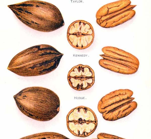 USDA Pecan Nut Varieties 1908 Antique Agriculture Botanical