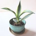 Windowsill Stoneware Planter for Small Plant With Mat Cerulean Glaze