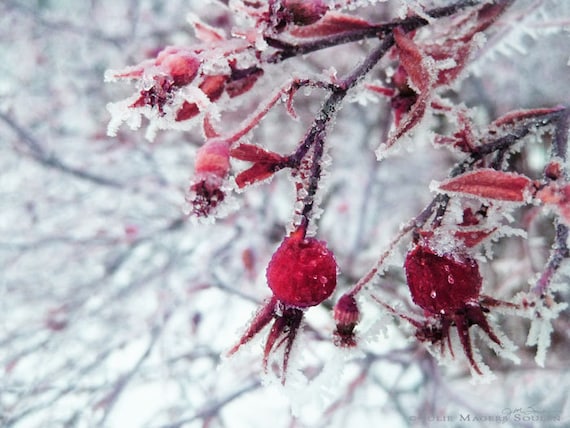 fine art photography of winter landscape