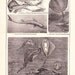 1902 Fish Print - Vintage Antique Home Decor Art Illustration for Framing 100 Years Old