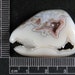 Ocean Jasper Cabochon Hand Cut Tyrannosaurus Rex JO238
