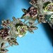 Beaded Trim 18" in Pippin Green for Headbands, Costume or Jewelry Design, Crafts