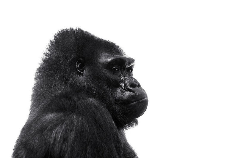 gorilla photo ernie 8x10 black and white gorilla photo ernie 8x10 black and white