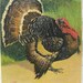Vintage Thanksgiving Postcard - 1907