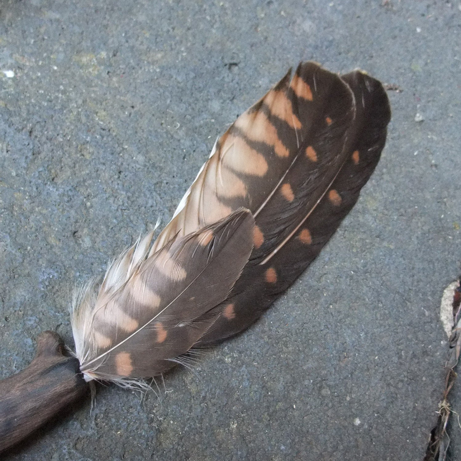 Smudging Fan Falcon feathers handmade by NaturesArtMelbourne