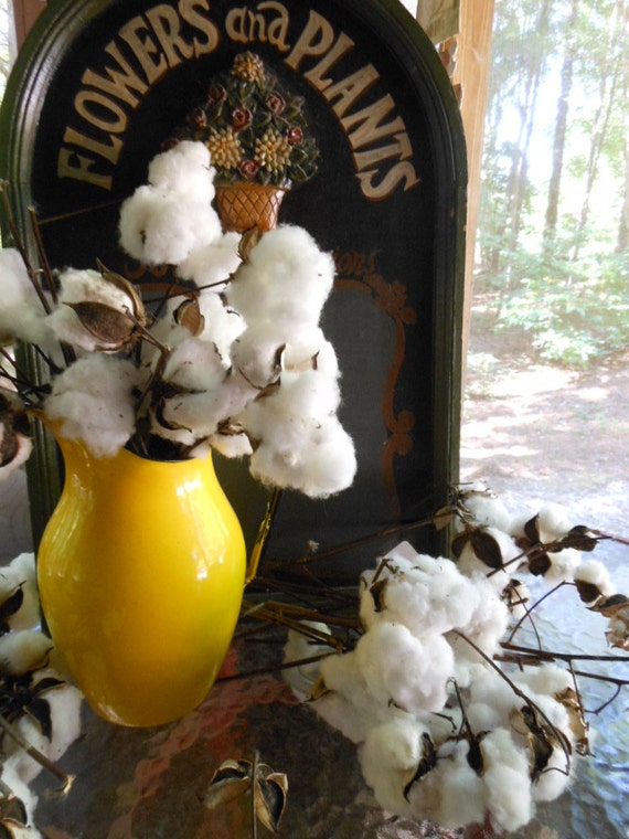 Cotton Stalks Bolls/Pods Raw Cotton