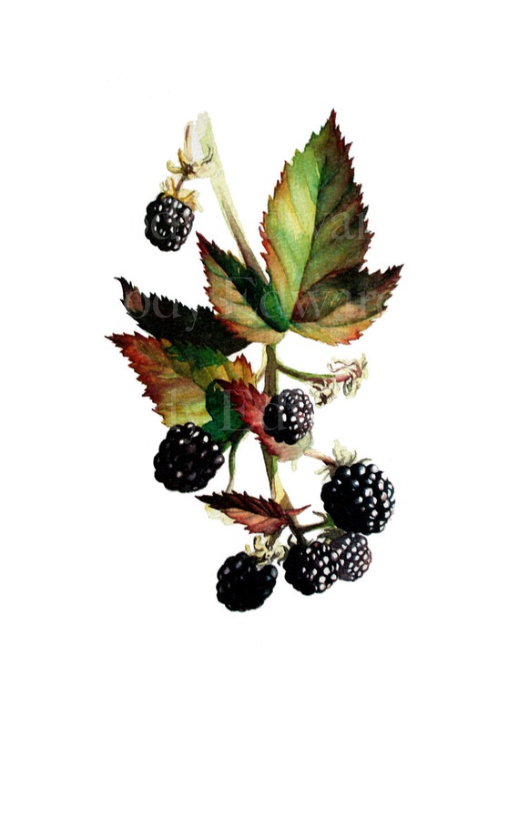 Blackberry Botanical Study Limited Edition Print