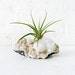 10% SALE - Air Plant Crystal Garden - India Mineral with Quartz Cluster with Star Plant