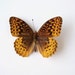 Real Butterfly Specimen Unmounted Ready Spread, The Great Spangled Fritillary