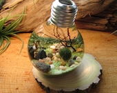 Marimo Terrarium by Midnight Blossom - Reclaimed Light Bulb with Living Moss Ball - Underwater Terrarium