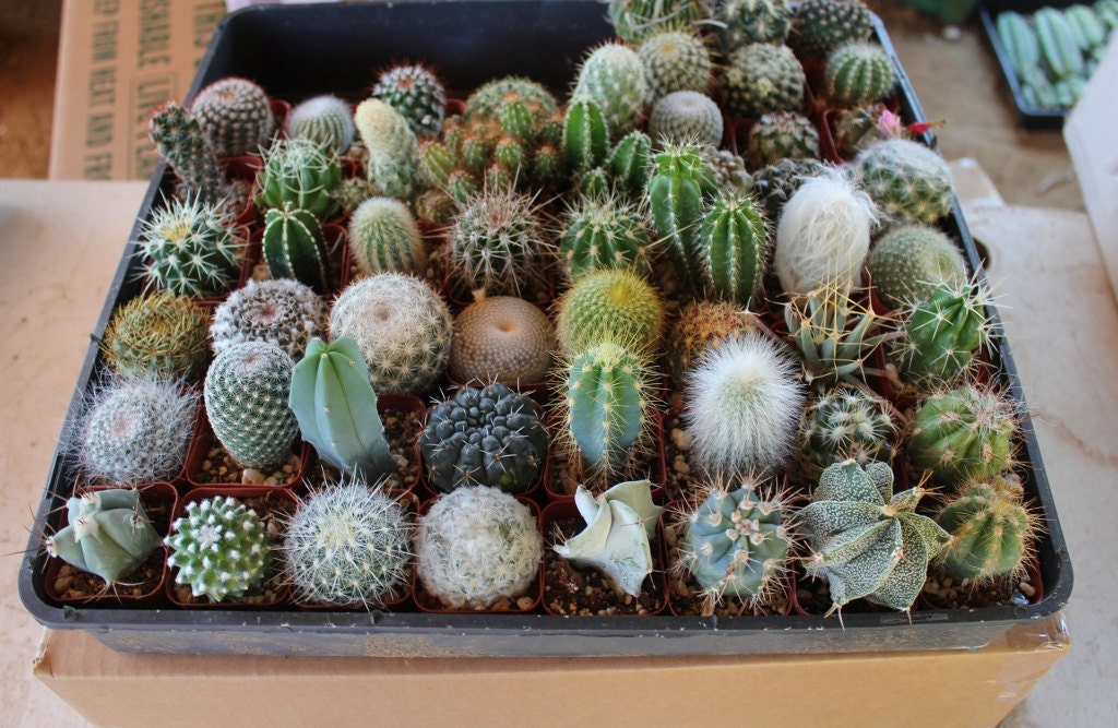 Twenty 20 Assorted potted Cactus  cacti  by SANPEDROCACTUS 
