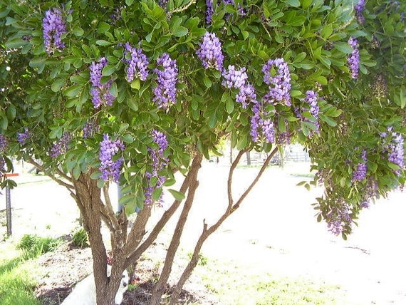 Texas Mountain Laurel Seeds