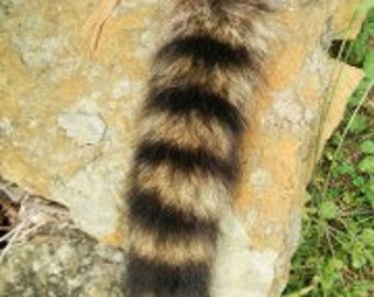 Raccoon Tail with Buckskin Tie