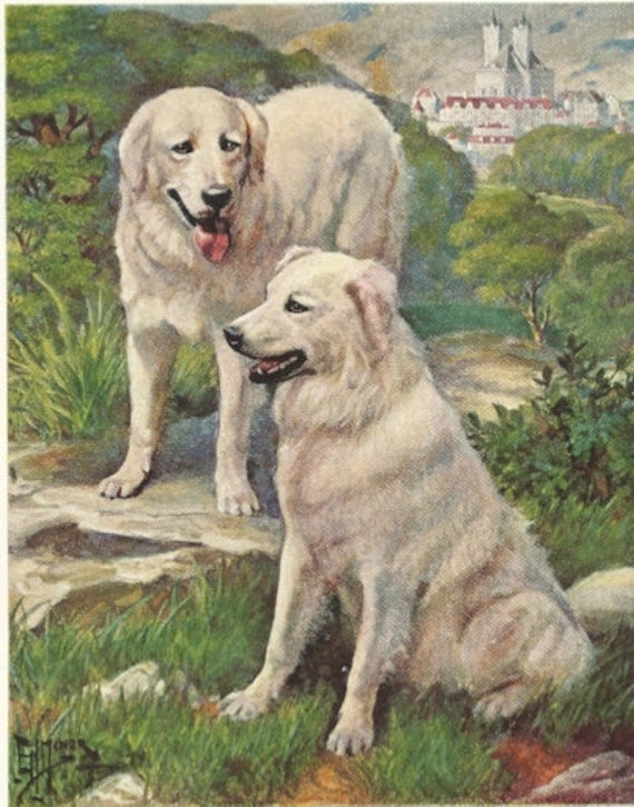 Kuvasz Dog, Vintage Dog Print, Edward Herbert Miner, 1940s, Hungary Magyar Hungarian