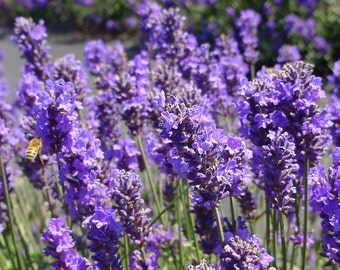 Organic LAVENDER Essential Oil 40/42 (Pure, Uncut) 2 oz. size