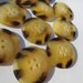 Vintage Tortoise Button Set of 10 25mm 1 Inch 4 hole