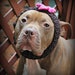 Dog Collar or Headband Crochet Brown with Pink Flower for Large Breeds