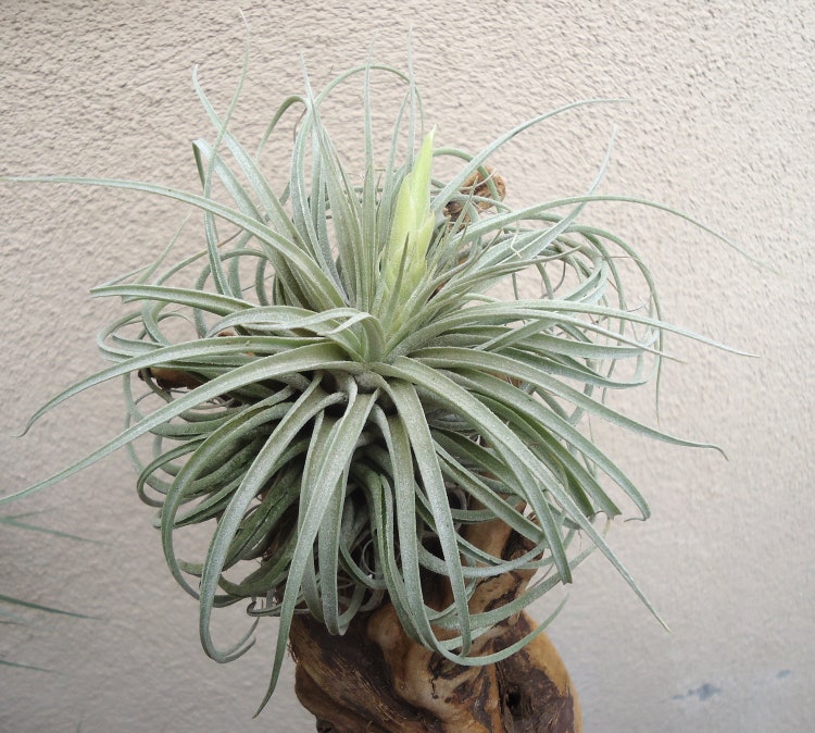 Large Tillandsia Oaxacana Air Plants by CTSairplants on Etsy