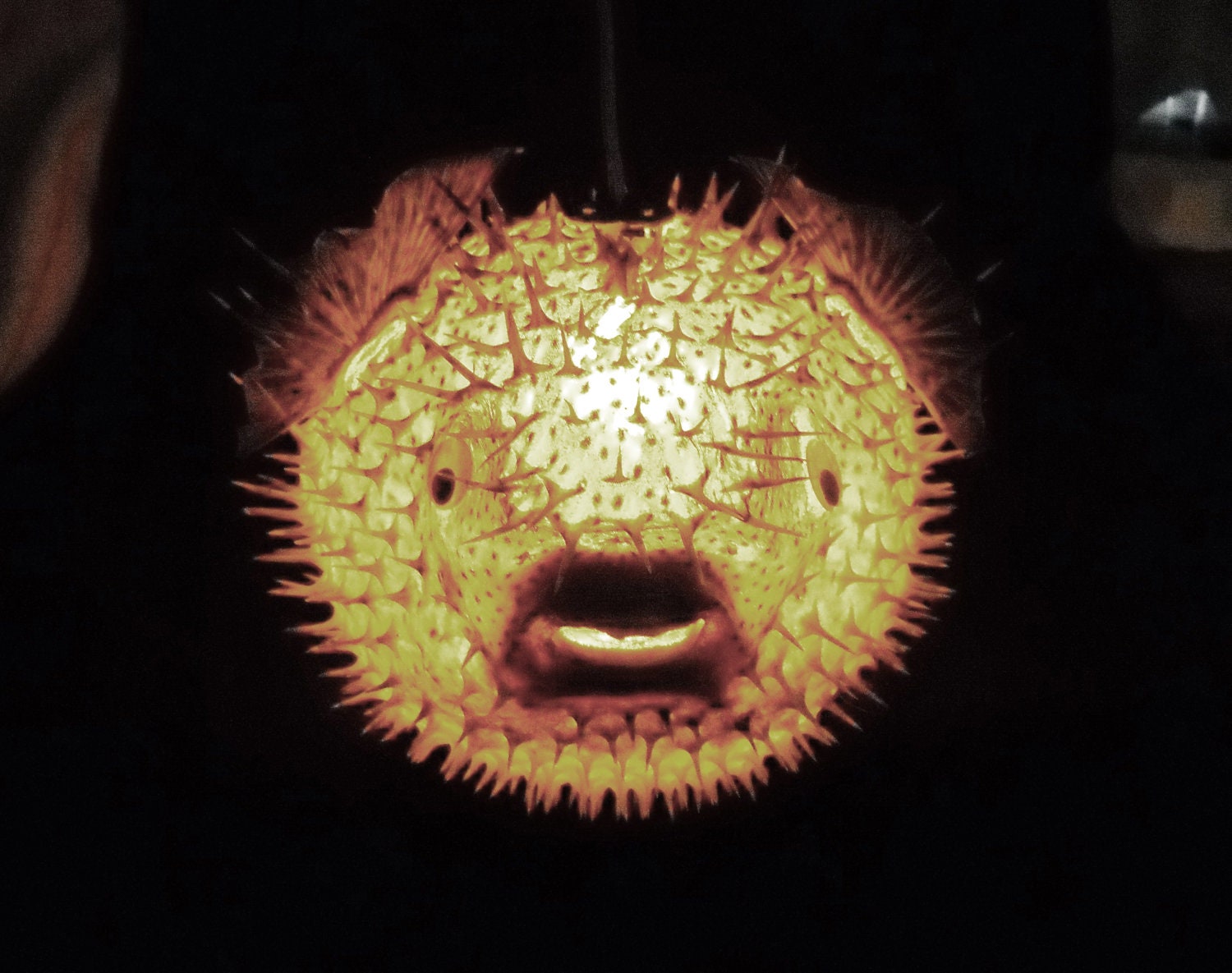 BIG 14 Hanging Puffer Fish Light Real Blowfish by EvasFeathers