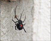Black Widow Spider wall art for insect lovers creepy 8x10"