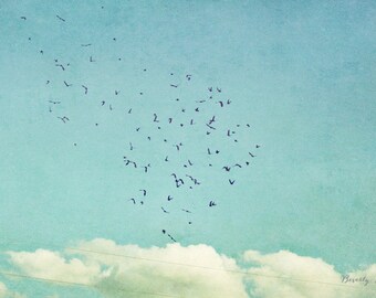 September Sky, birds, flying, blue, teal, white, fine art photography