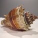 Vintage Crowned Conch Sea Shell Specimen - Florida Gulf Shell for Decor, Collection, Art, Crafts, Gift