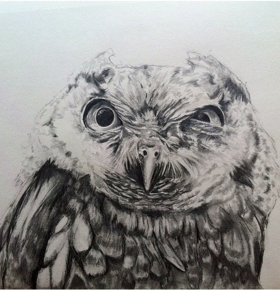 Screech Owl Stink Eye pencil drawing 18x24