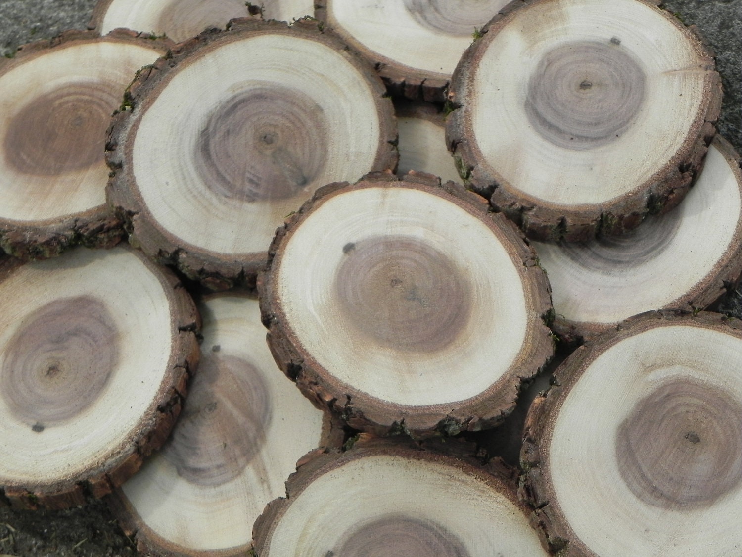 100 Rustic Walnut Wood Slices with Bark by DesignsInDriftwood