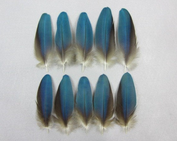 Blue Macaw Covert Wing Feathers Parrot Native Crafts Fly-Tying