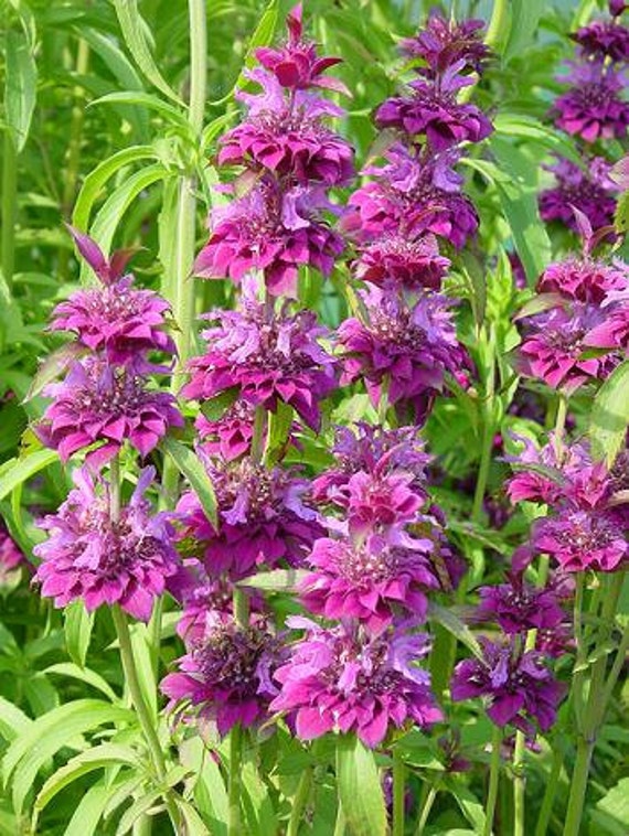 Beautiful Bee Balm Purple Flower Seeds Perennial 25 Seeds