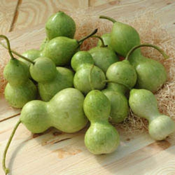 Baby Bottle Gourd Seeds Easy to Decorate 5 Seeds