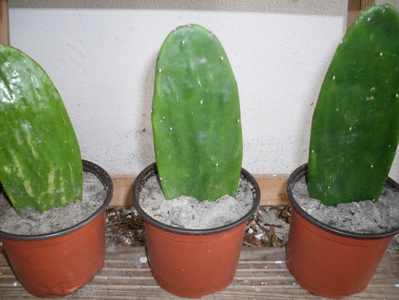 Prickly Pear Cactus Pads Lot of 3 FLORIDA FRESHNESS Succulent Opuntia cochenillifera, Cactaceae Mexican nopales