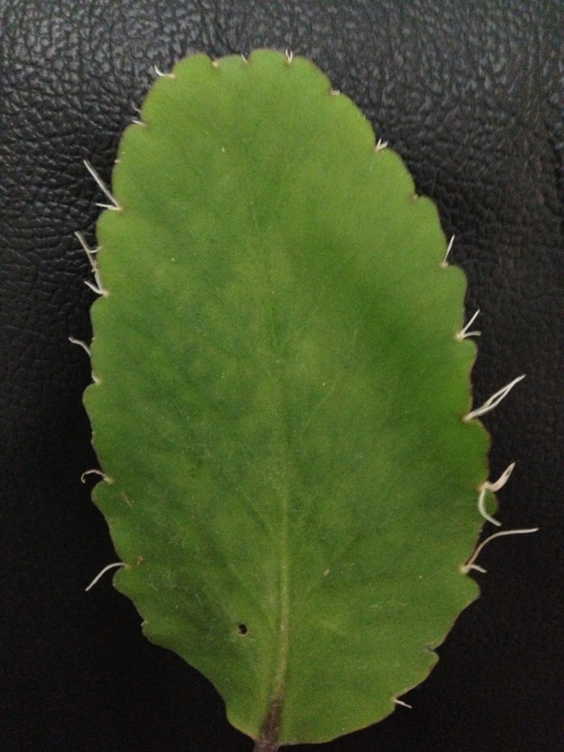 Leaf of Life Jamaica Kalanchoe pinnata Miracle by SproutHerbs