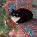 dizzycat1