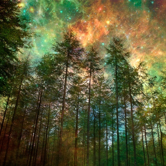 Nature PhotographyTrees Forest Woodland Starry Night Sky