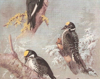 Vintage Bird Print, Book Plate, Woodpeckers, White Headed, 3 Toed Woodpecker, Allan Brooks, Antique Bird Illustration, 1930s