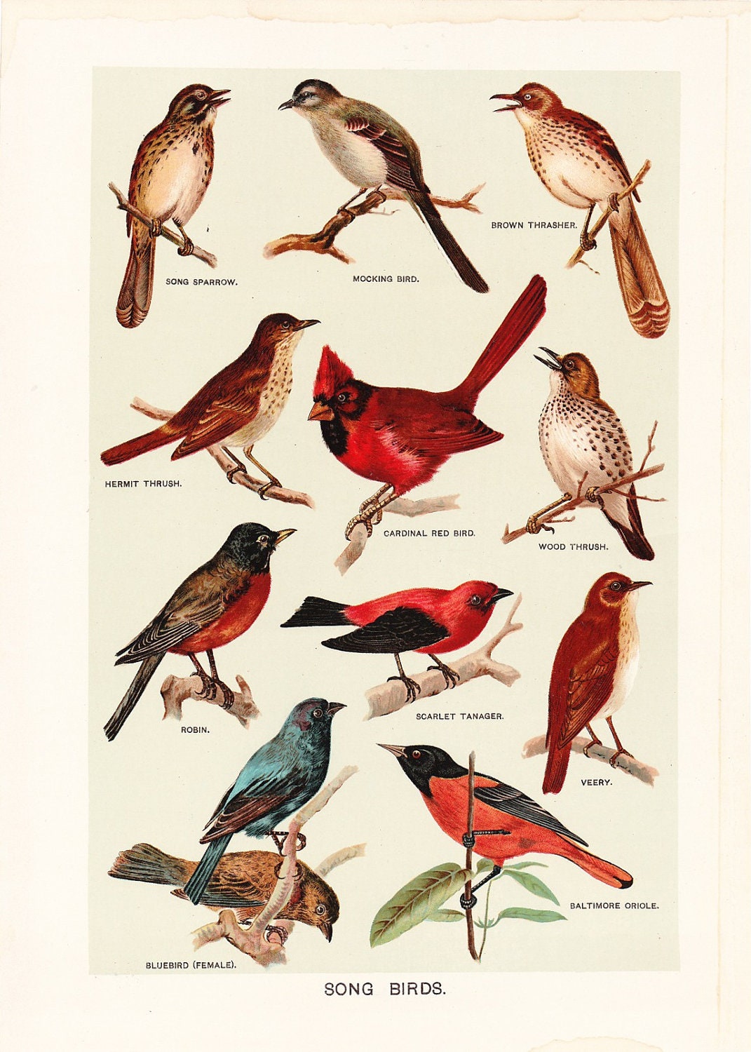 Printable Bird Poster | 1903 bird print song birds vintage antique art Printable Bird Poster | 1903 bird print song birds vintage antique art