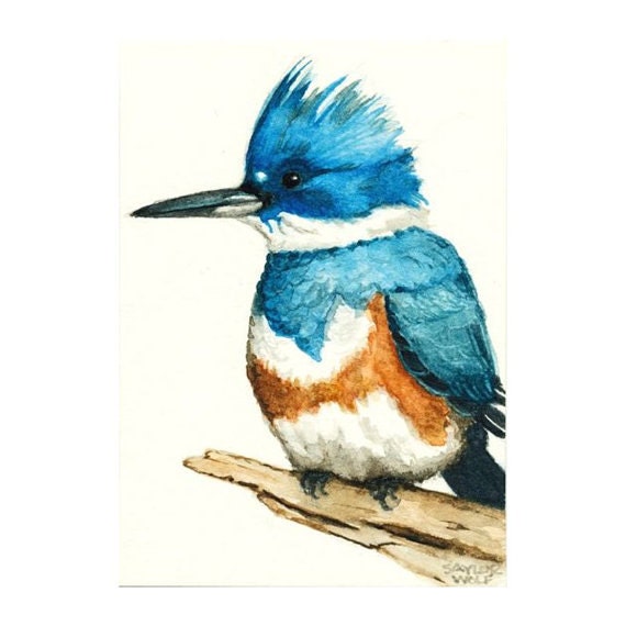 Belted Kingfisher Art Print of Watercolor by SaylorWolfWatercolor
