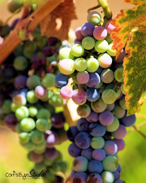 Colorful Grapes Photography Print Multicolored by CatsEyeStudio