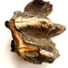 Mastodon fossil tooth, paperweight, fossil collector, Proboscidea, Mammoth, Megafauna