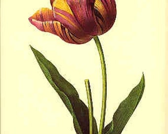 Redoute Botanical Print - Tulip print - Vintage Tulip Print - Mother's ...